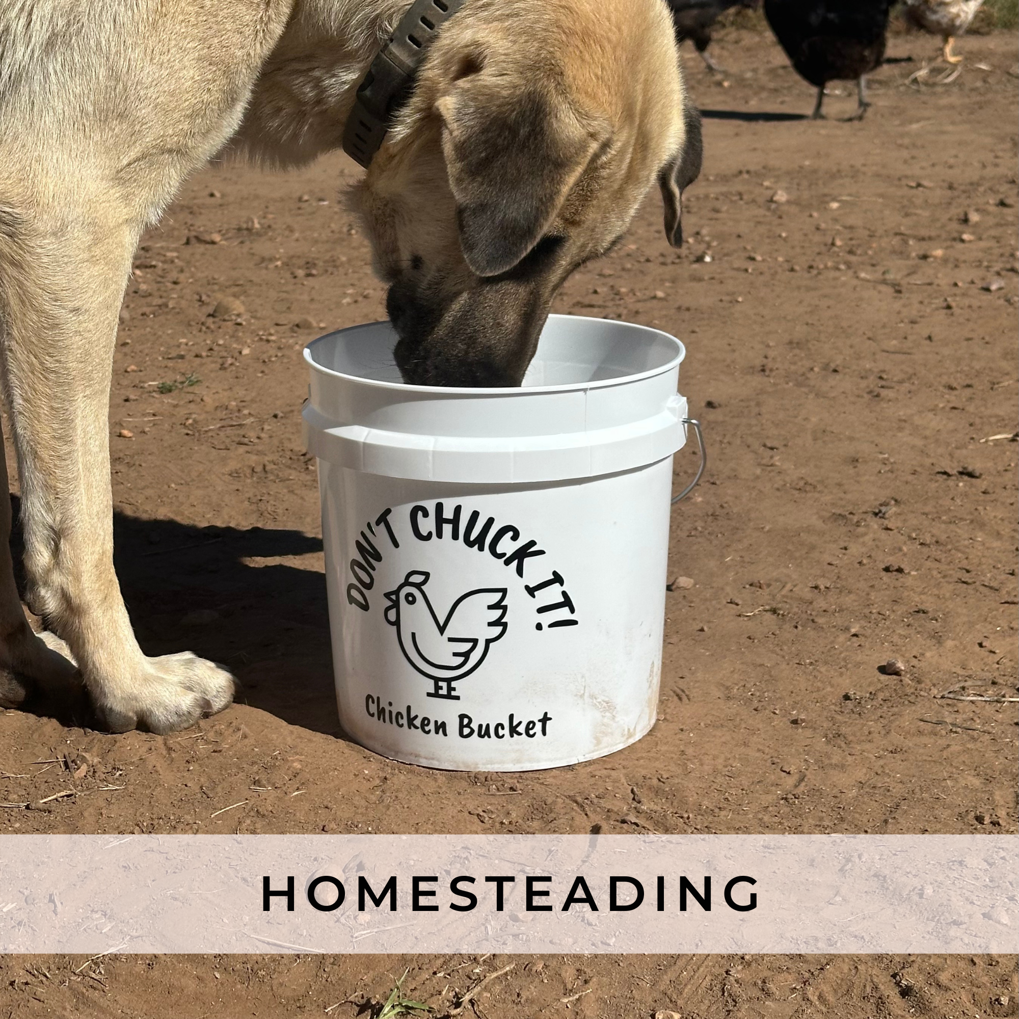 Homesteading