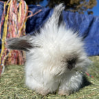 Raw Angora Fiber/ Wool by the Half Ounce - Ethically Harvested from Happy Rabbits
