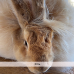 Raw Angora Fiber/ Wool by the Half Ounce - Ethically Harvested from Happy Rabbits