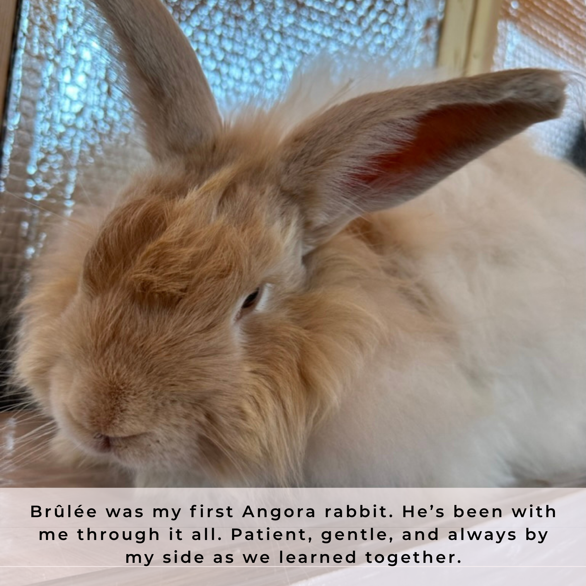 Raw Angora Fiber/ Wool by the Half Ounce - Ethically Harvested from Happy Rabbits