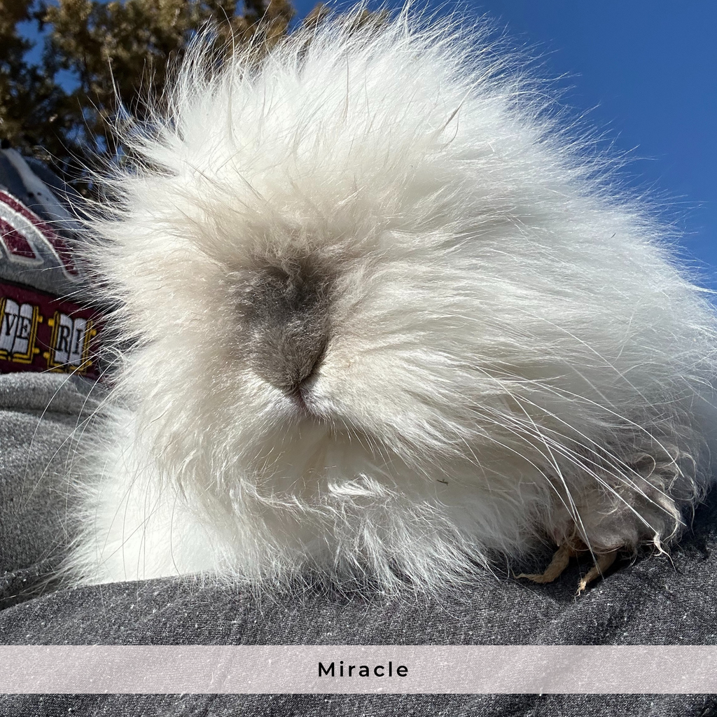 Raw Angora Fiber/ Wool by the Half Ounce - Ethically Harvested from Happy Rabbits