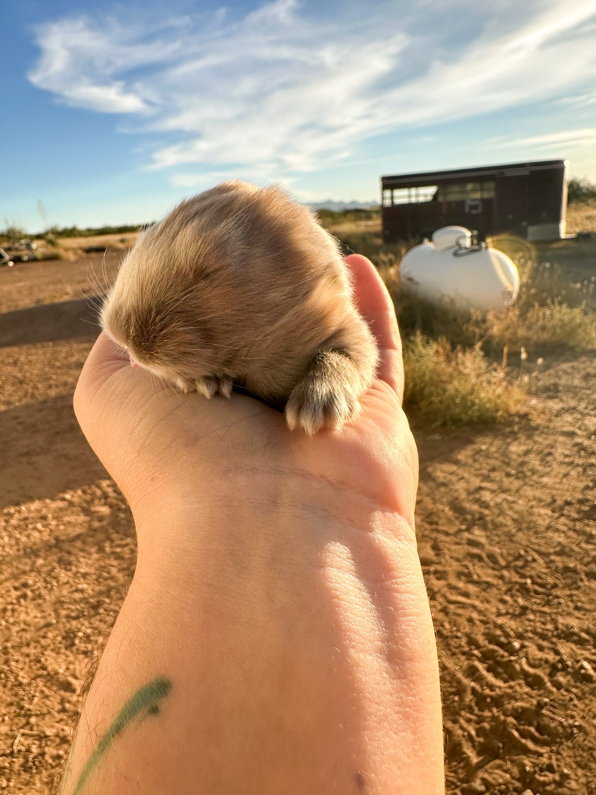 Angora Rabbits in Arizona – Black Acre Farm