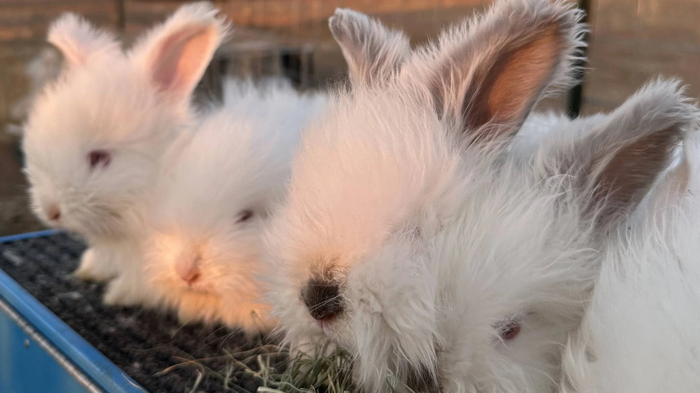 Angora Rabbits in Arizona – Black Acre Farm